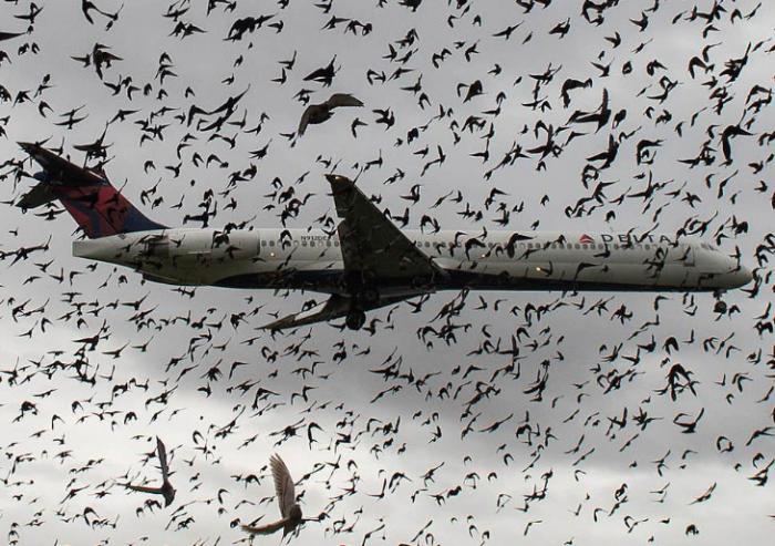  Громкие катастрофы самолетов с участием птиц (10 фото)