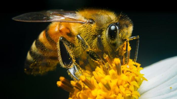 Подробно о лечении пчелиным ядом (2 фото)