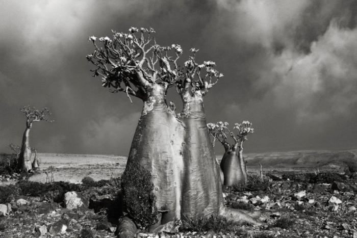 Самые старые деревья на планете (10 фото)