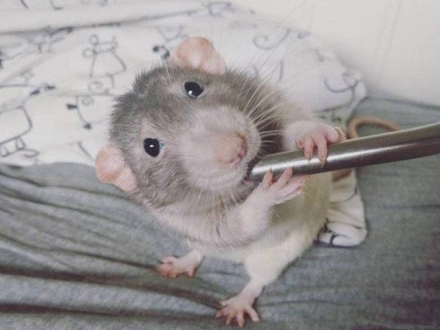Дарий - крысенок, который стал успешным художником (8 фото)