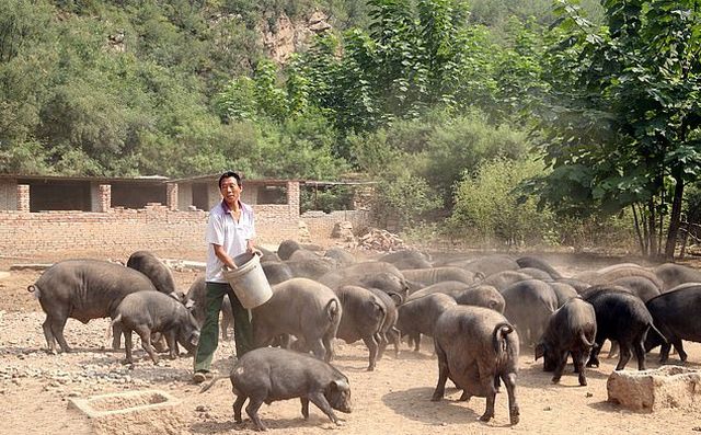 Китайский фермер вырастил свинью размером с медведя (3 фото)