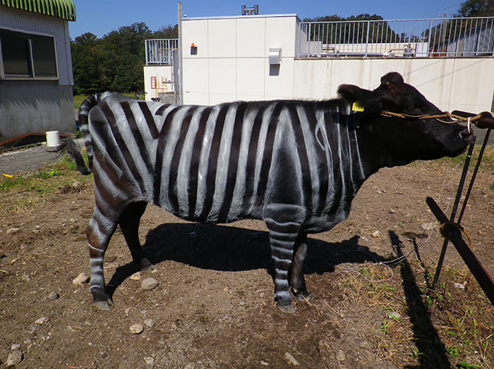 Ученые перекрасили коров в зебр и получили неожиданный эффект (4 фото)