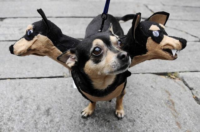 Хозяева собак придумали новый тренд для хэллоуинских костюмов(10 фото)