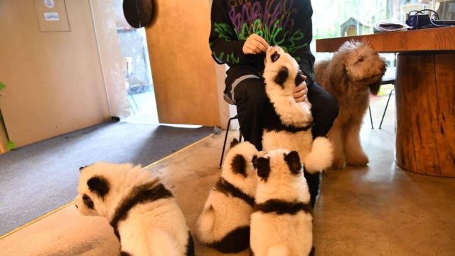 В Китае владелец кафе перекрасил щенков в панд (2 фото)