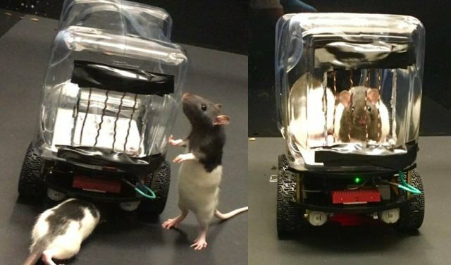 Оказалось, что крысы могут быть хорошими водителями (2 фото)