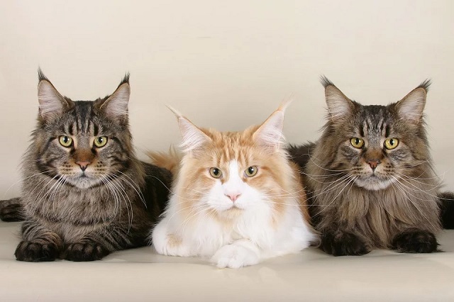 Исследование: самые любимые породы кошек россиян (3 фото)