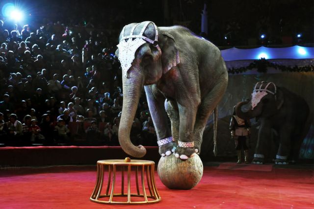 В России введут новый закон, касающийся цирковых животных (фото)