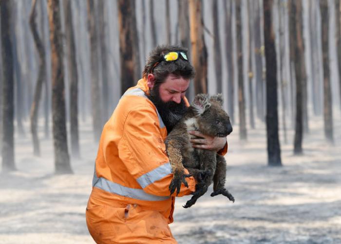 Кадры спасения пострадавших животных в Австралии (18 фото)
