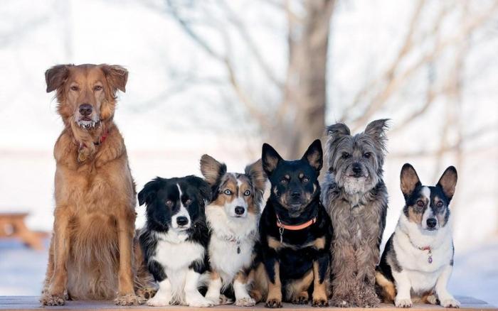 Самые популярные породы собак в России (5 фото)