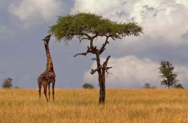 Для чего жирафу длинная шея? (3 фото)