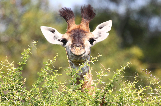 Для чего жирафу длинная шея? (3 фото)