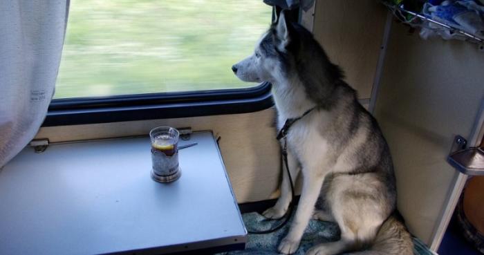 В России теперь можно животным ездить в поездах без хозяев (2 фото)