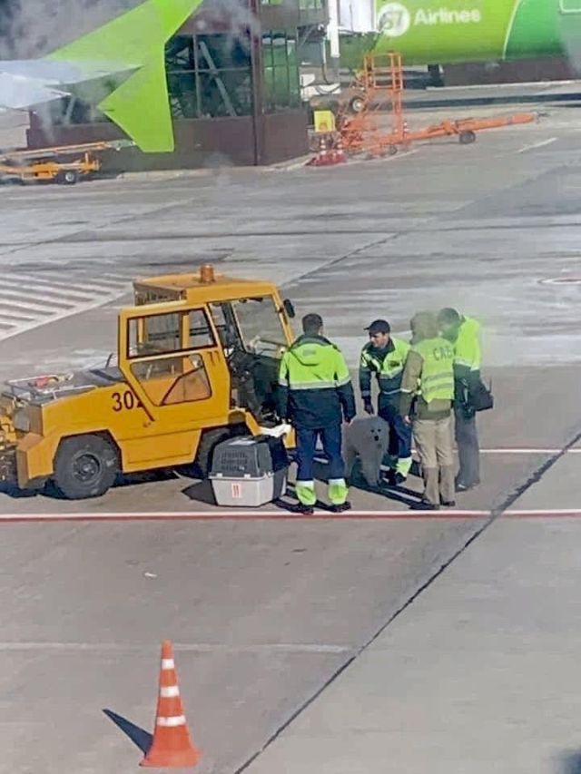 В аэропорту Сочи грузчики разбили переносную клетку с собакой (4 фото)