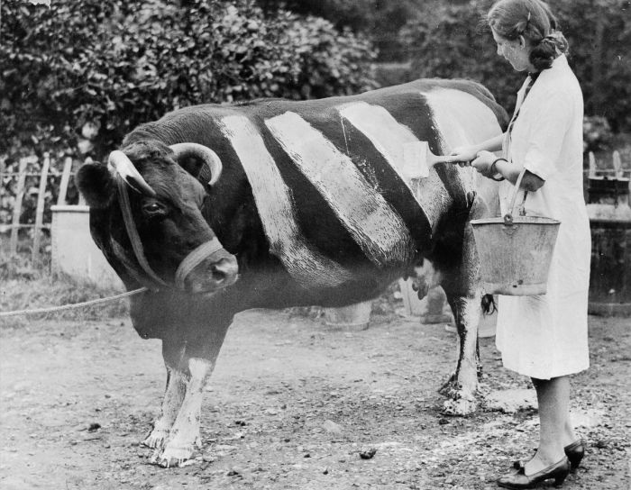 Зачем британцы рисовали белые полосы на коровах во войны (6 фото)