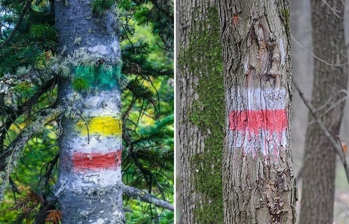 Отметки на деревьях в лесу: кто и зачем их рисует? (6 фото)