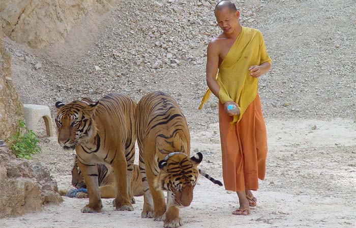 Почему в Таиланде закрыли тигриный монастырь (5 фото)
