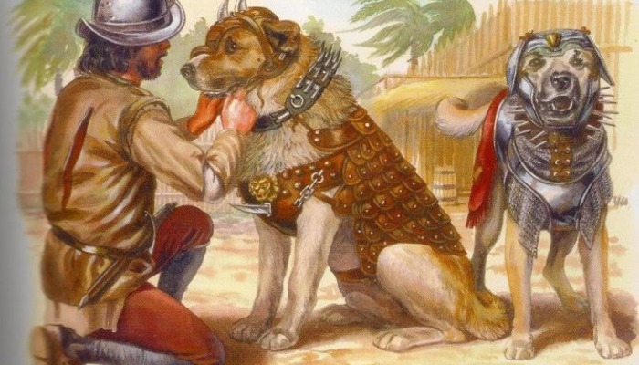 Боевые собаки – оружие конкистадоров (5 фото)