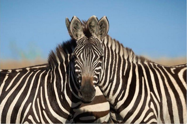 Спор века: какая зебра стоит впереди - левая или правая? (4 фото)