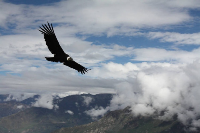 Птица может пролететь 160 км, ни разу не взмахнув крыльями (2 фото)