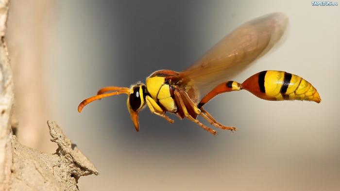 Эффективные методы борьбы с насекомыми (4 фото)