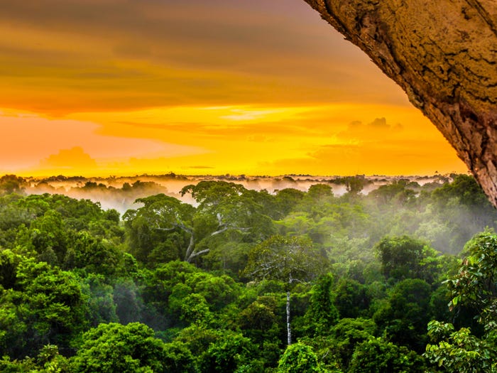 Красивейшие леса мира которые показывают силу Матери Природы (12 фото)