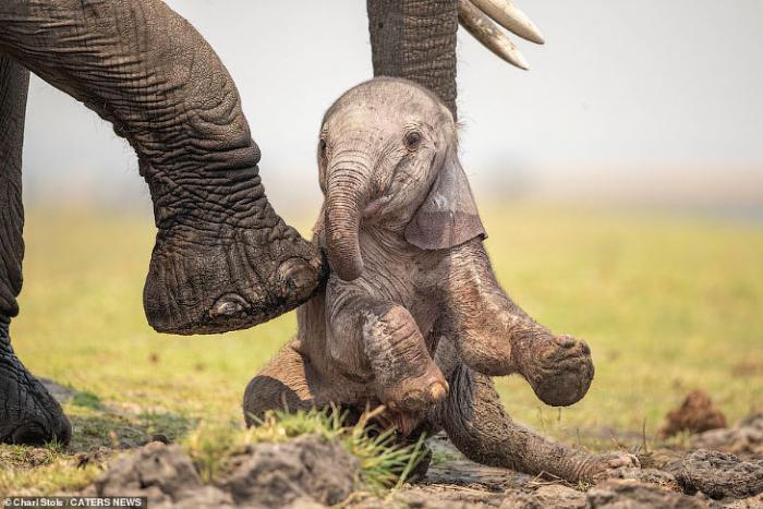Первые дни слоненка в фотографиях (10 фото)