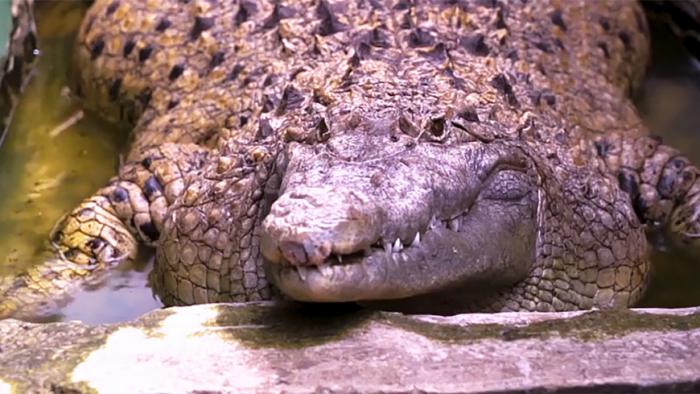200-килограммовый крокодил, проживающий в индонезийской семье (3 фото)