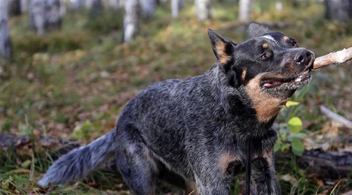 Самые умные породы собак по словам ученых (10 фото)