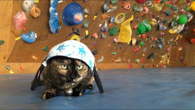Кошка-альпинист из Японии прославилась в Сети (5 фото)