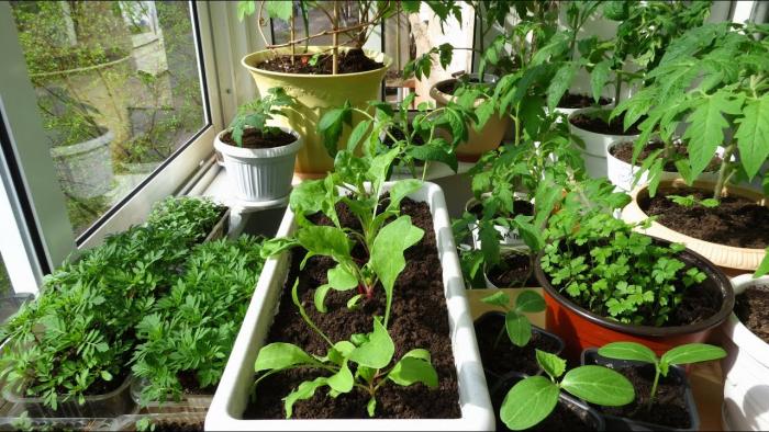 Грядки на балконе: 10 советов для создания урожайного огорода в квартире