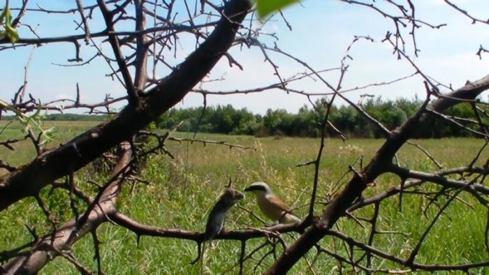 Сорокопут-жулан - миленькая птичка по прозвищу палач (8 фото)  