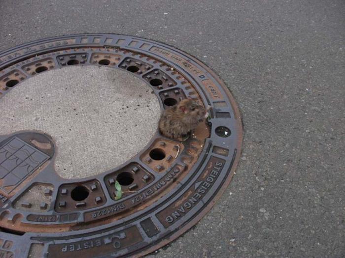 Пожарные спасли крысу, застрявшую в канализационном люке (4 фото)