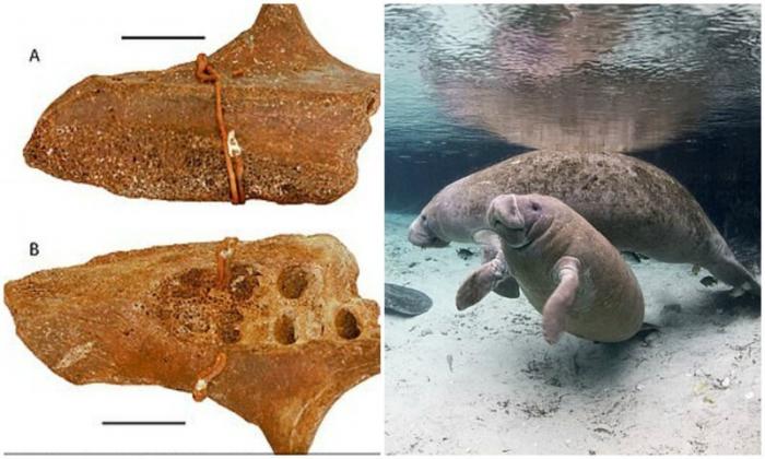 У берегов Техаса обнаружили останки древних ламантинов (5 фото)
