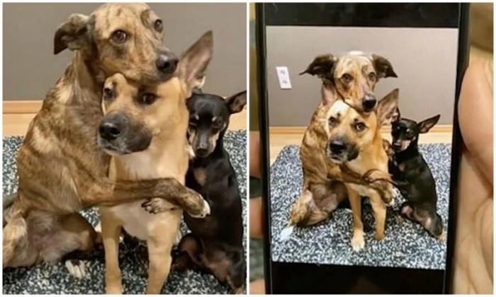 Три собаки забавно "воссоздают" свои фотографии (3 фото)