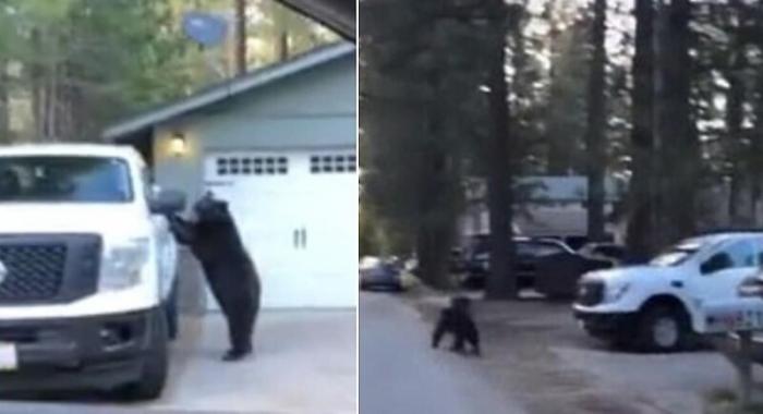 Медведь в поисках пропитания залез в салон пикапа (2 фото) 