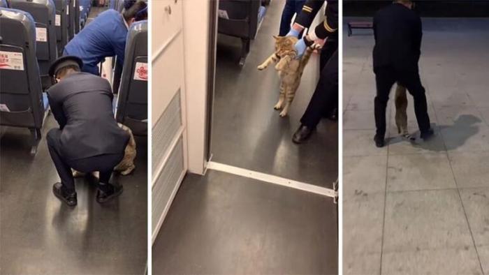 Безбилетную кошку забавно вывели из поезда (2 фото)