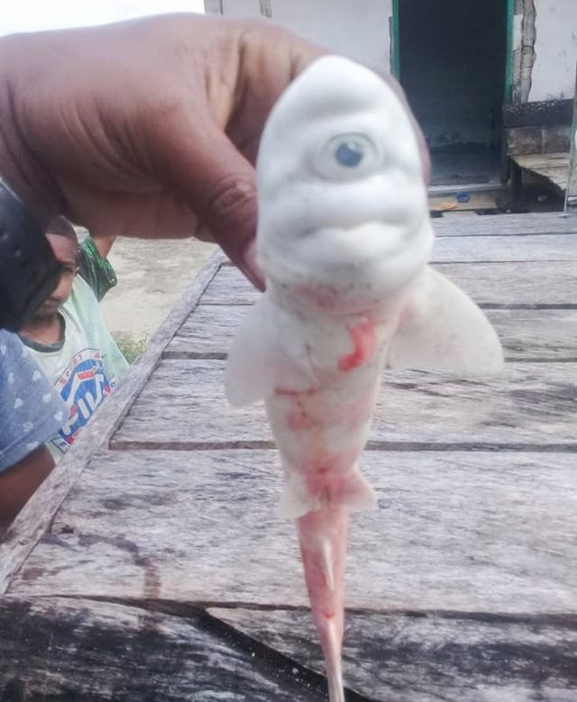Индонезийские рыбаки выловили загадочное существо (4 фото)