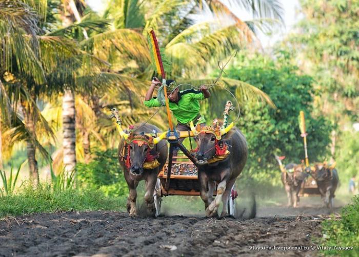 Гонки на буйволах на Бали (19 фото) 