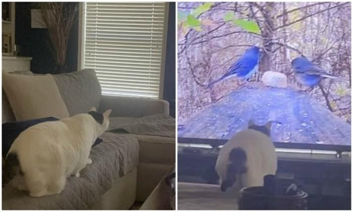 Охота кошки на птиц из телевизора закончилась неудачей (4 фото)