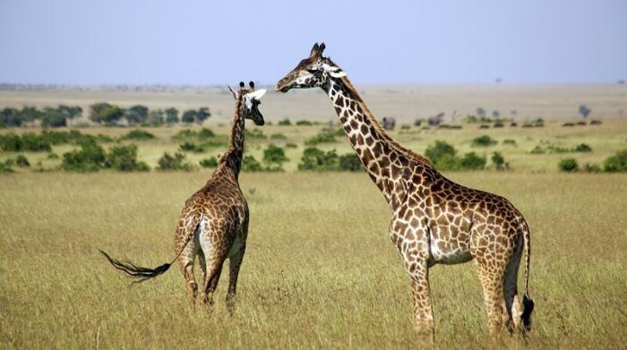 Сколько у жирафа шейных позвонков? (4 фото)