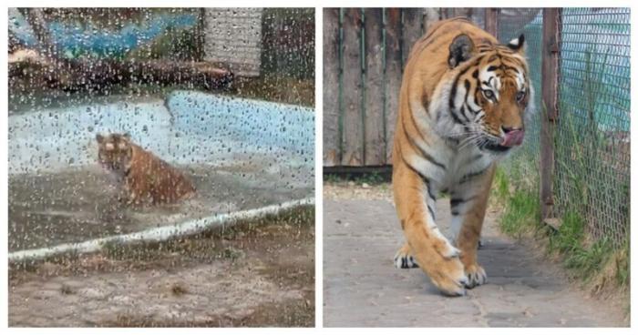 Купание бенгальского тигра в зоопарке (2 фото)