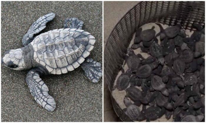 Как COVID-19 помогает исчезающим черепахам размножаться (4 фото) 