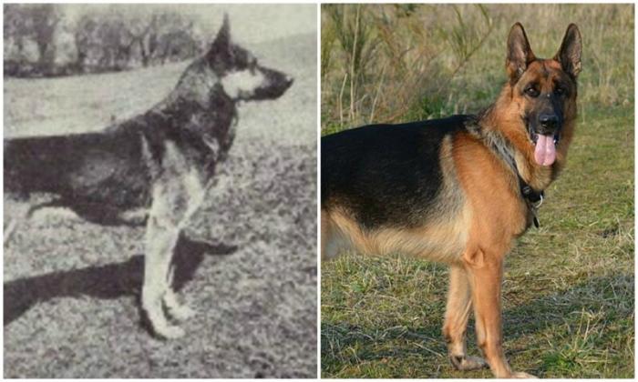 Как изменились собаки разных пород за 100 лет (11 фото)  