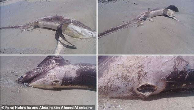 На ливийский берег вынесло акулу с клинком меч-рыбы в спине (3 фото) 