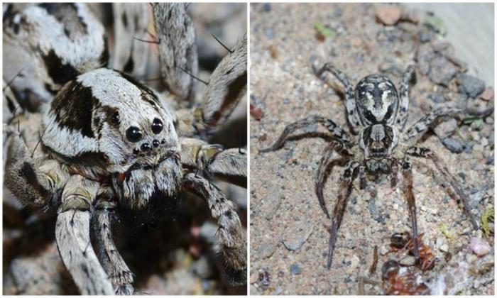 Британец нашел паука, который 27 лет считался вымершим (9 фото) 