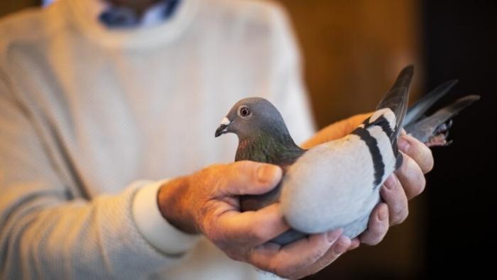 В Бельгии продали гоночного голубя за $1,9 миллиона (2 фото) 