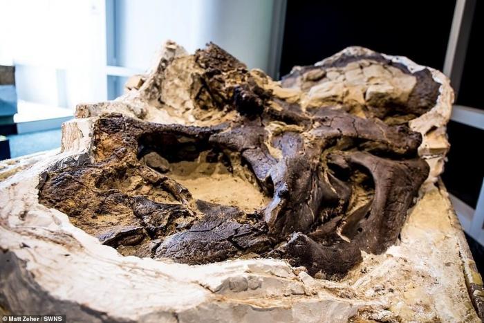 Ученые показали первый целиком сохранившийся скелет (9 фото)