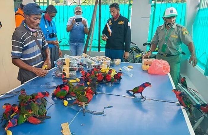 На борту корабля в Индонезии обнаружили попугаев в бутылках (5 фото)