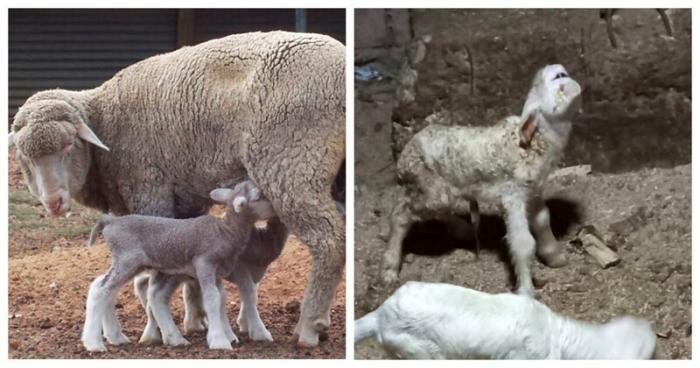 На турецкой ферме родился ягнёнок-мутант (3 фото)