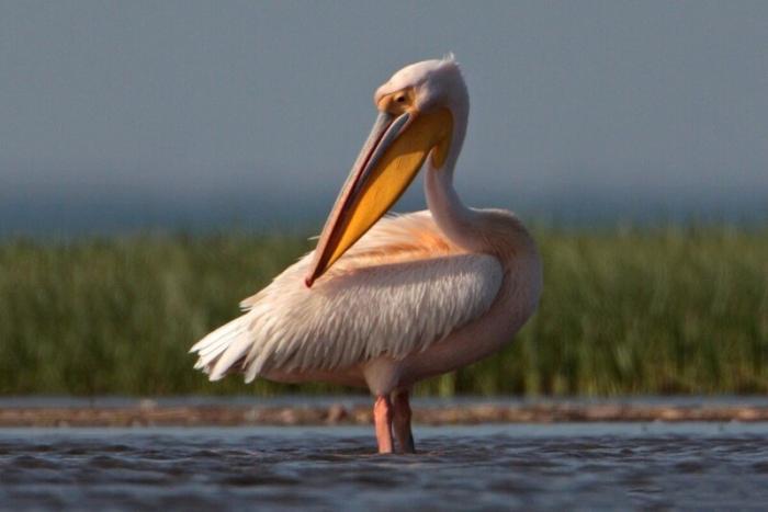 Розовый пеликан, хозяин воды и неба (12 фото)